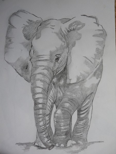 baby elephant a4