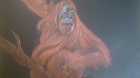 orangutan pastel on pastel paper a3