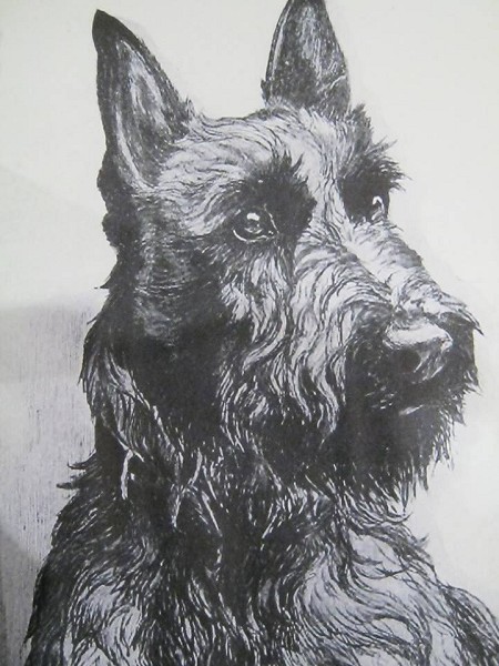 Scottie available as a print