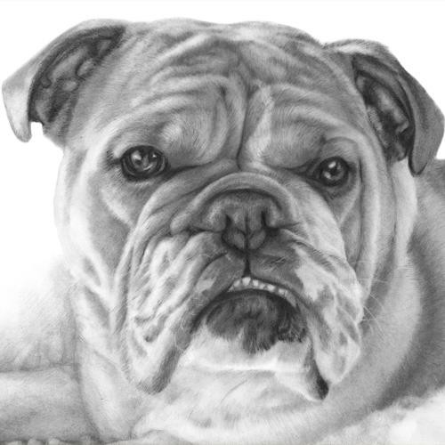 bulldog drawing available as a limited edition print