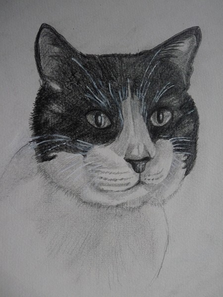 black and white cat a4