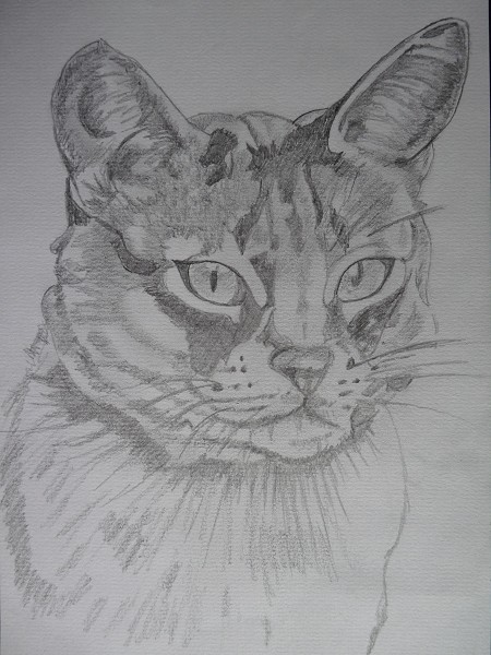 tabby black and white a4