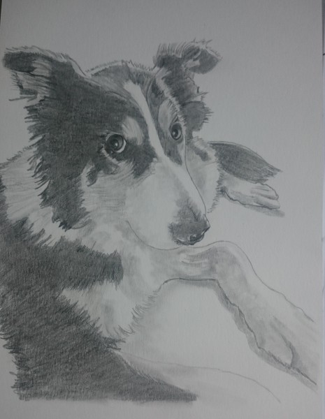 black and white collie pencil a4