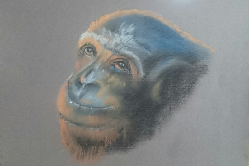 chimpanzee face pastels on pastel paper a4