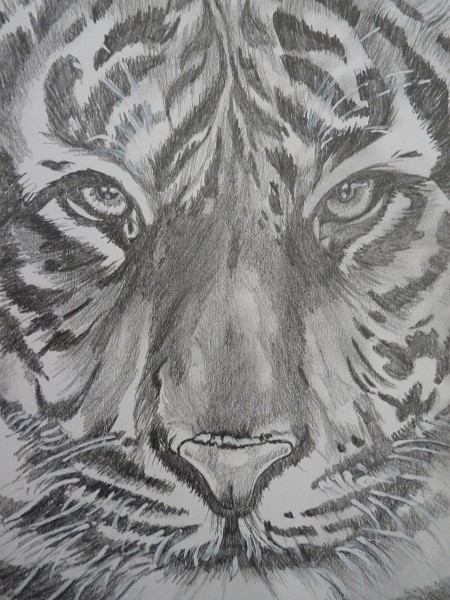Tiger head in pencil (also limited edition print for sale)
