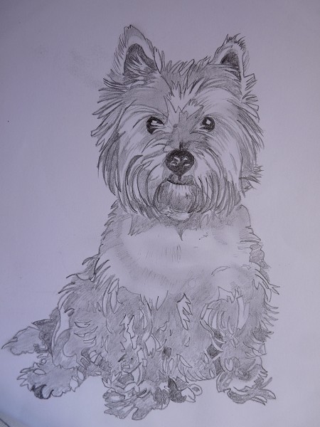 Westie (limited edition print available)