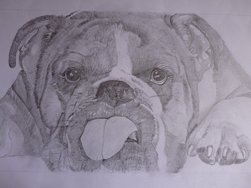 Bulldog with tongue out (available as a limited edition print)