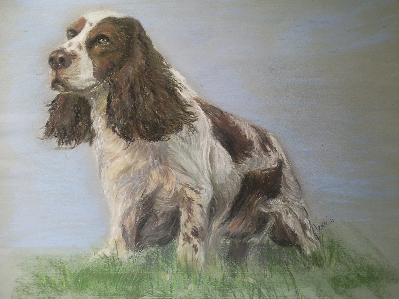 springer in pastel available for sale